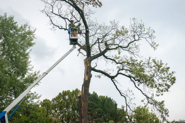 Tree and Shrub Care in Mobile, AL