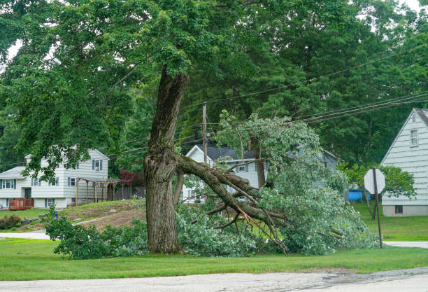 Why Choose Our Tree Removal Services in Mobile, AL?